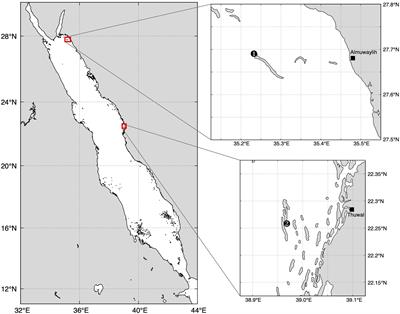 Differential susceptibility of Red Sea Pocilloporidae corals to UVB highlights photoacclimation potential